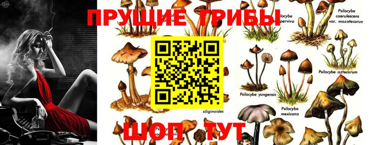 Псилоцибиновые грибы GOLDEN TEACHER Черногорск